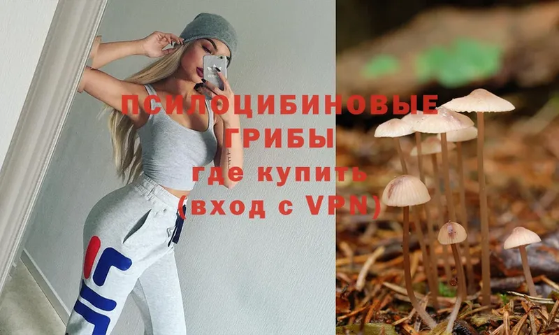 Галлюциногенные грибы Psilocybe  Палласовка 